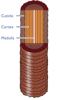 Structure of the Hair Shaft