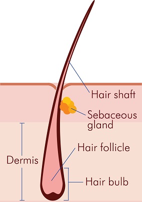 The Science of Hair